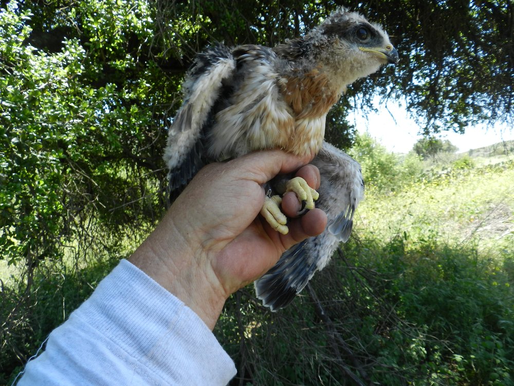 Raptor Research — Bloom Biological Inc.